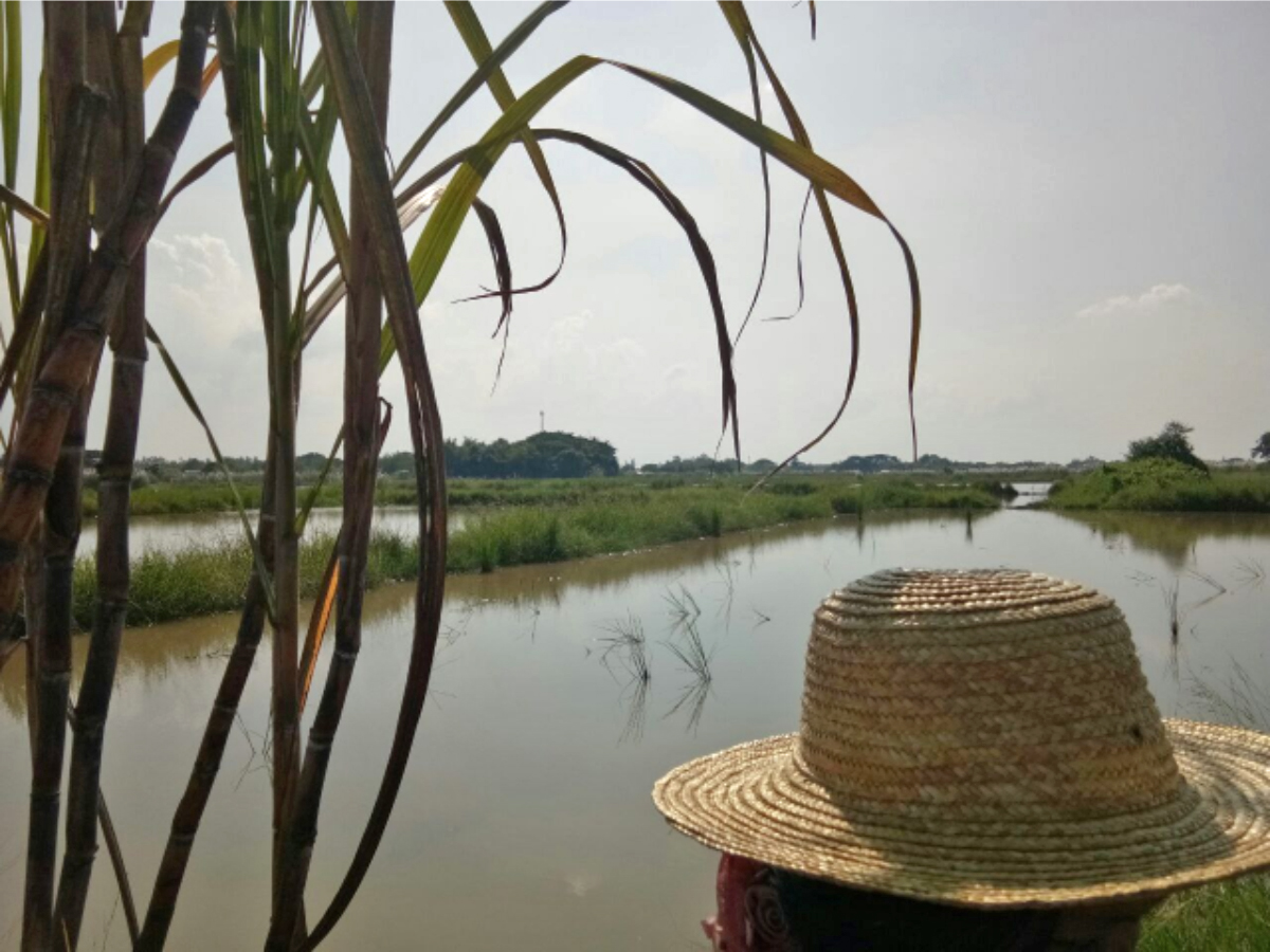 The pond where they caught edible rats and fish